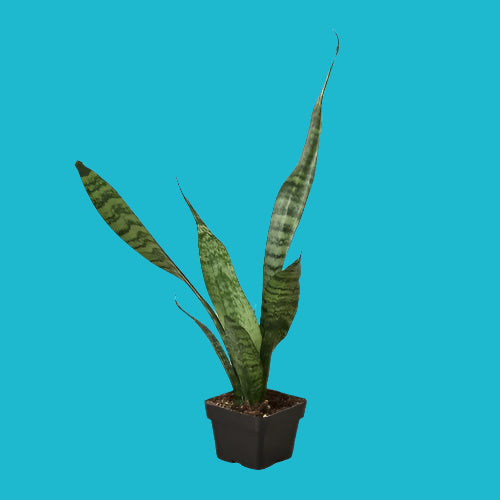 🌿 Snake Plant 'Zeylanica' – Air-Purifying & Low-Maintenance Beauty ✨