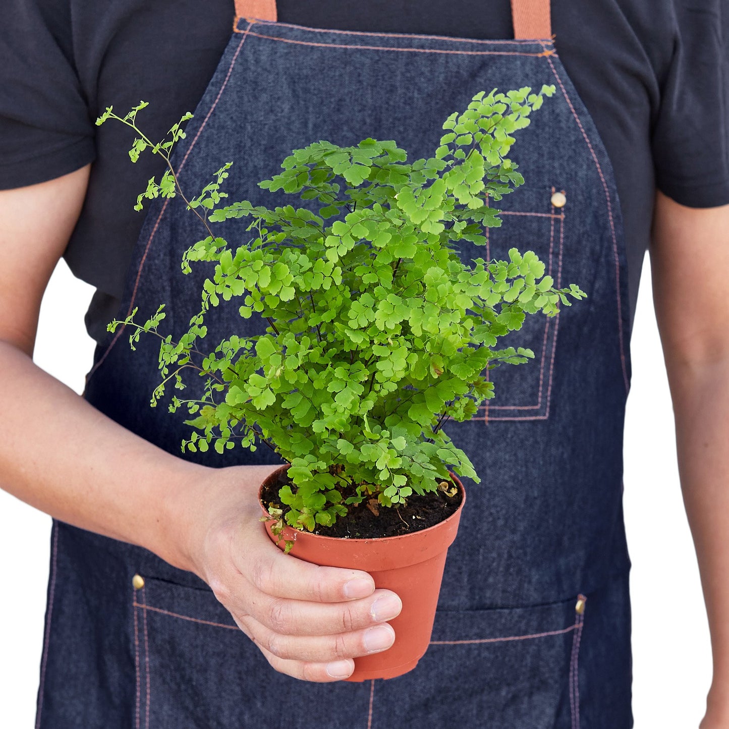 🌿 Lush Maidenhair Fern – Elegant Greenery for Home & Garden ✨