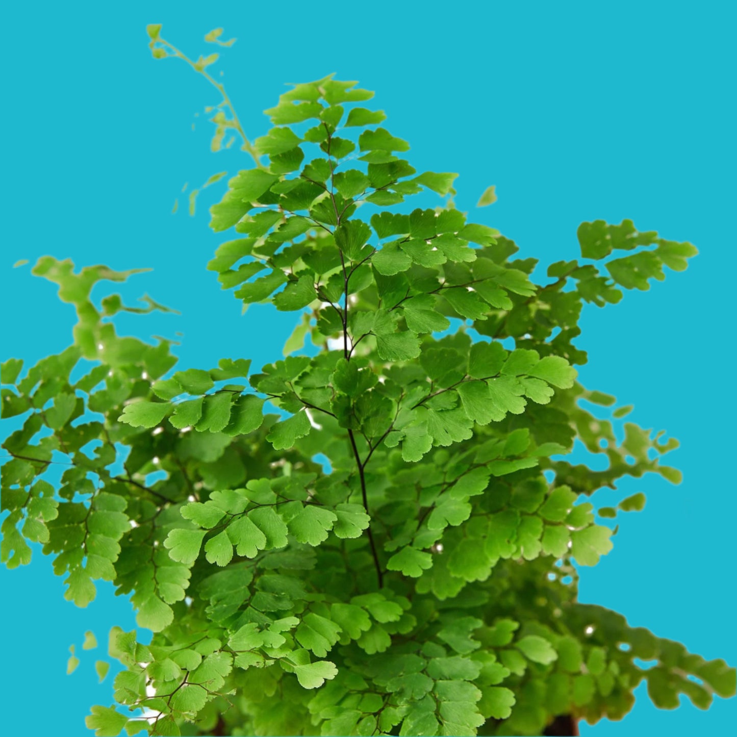 🌿 Lush Maidenhair Fern – Elegant Greenery for Home & Garden ✨