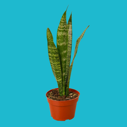 🌿 Snake Plant 'Zeylanica' – Air-Purifying & Low-Maintenance Beauty ✨