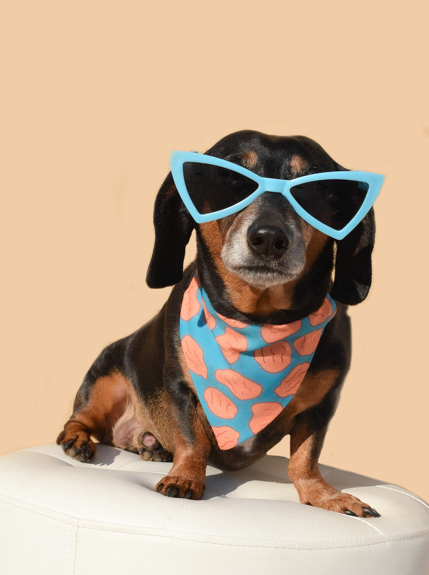 🐶 Stylish Dog Sunnies – UV Protection Sunglasses for Pets 🕶️✨