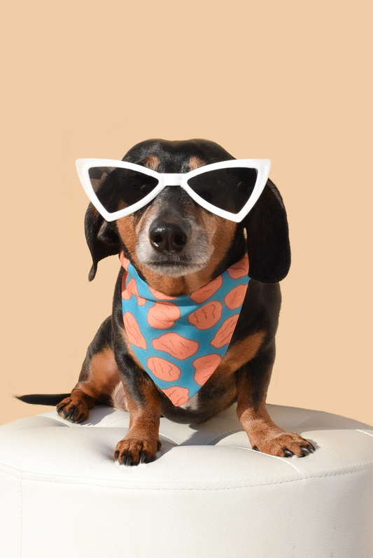 🐶 Stylish Dog Sunnies – UV Protection Sunglasses for Pets 🕶️✨