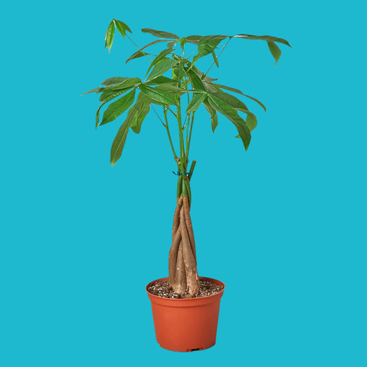 🌿 Money Tree 'Guiana Chestnut' – Braided Pachira for Prosperity & Luck ✨💰