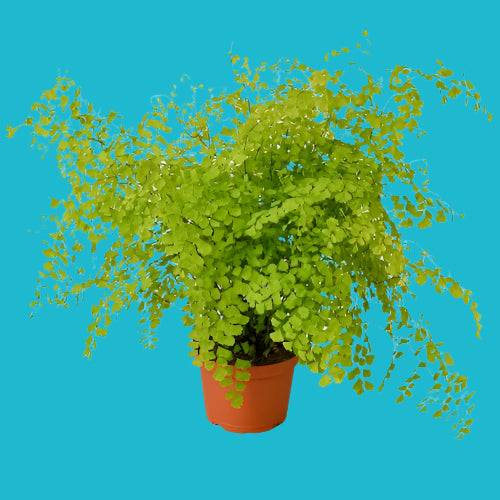 🌿 Lush Maidenhair Fern – Elegant Greenery for Home & Garden ✨