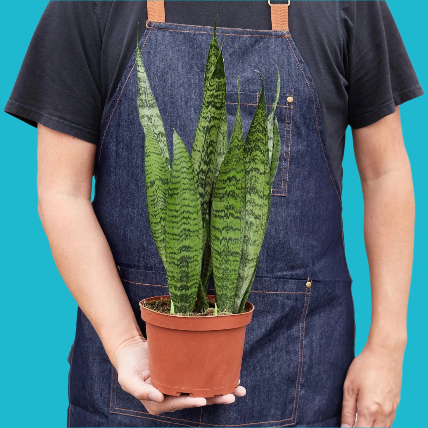 🌿 Snake Plant 'Zeylanica' – Air-Purifying & Low-Maintenance Beauty ✨