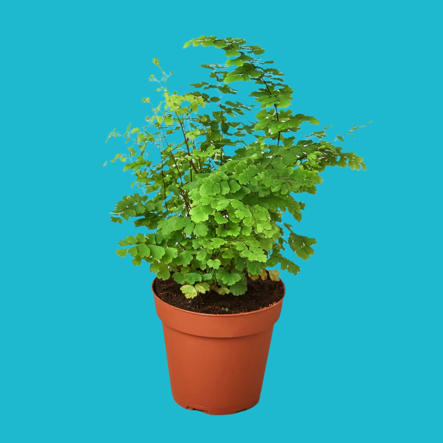 🌿 Lush Maidenhair Fern – Elegant Greenery for Home & Garden ✨