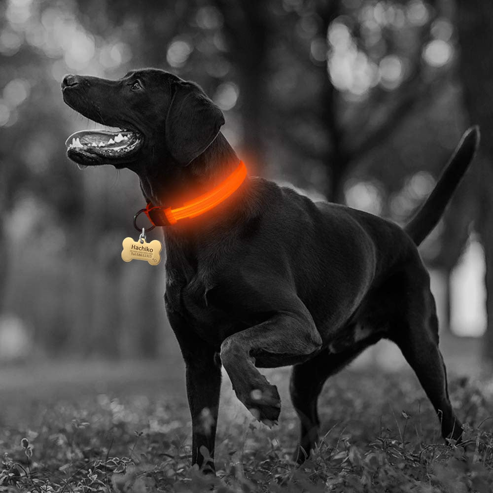 🐾 2 PCS Set Nylon LED Dog Collar – Bright, Durable & Safe for Night Walks 🌟